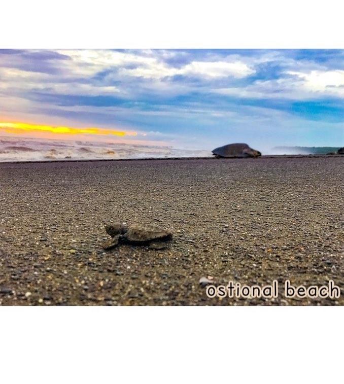 Cabinas Surf Arribadas Ostional Wildlife Refuge ภายนอก รูปภาพ