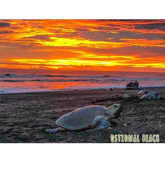 Cabinas Surf Arribadas Ostional Wildlife Refuge ภายนอก รูปภาพ